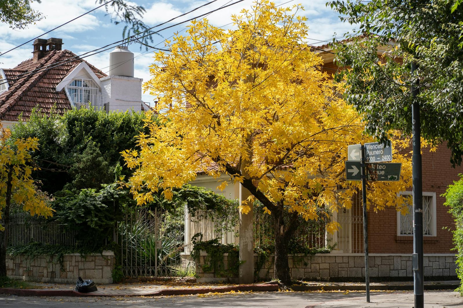 Barrio tranquilo en Córdoba, Argentina con un árbol amarillo vibrante.