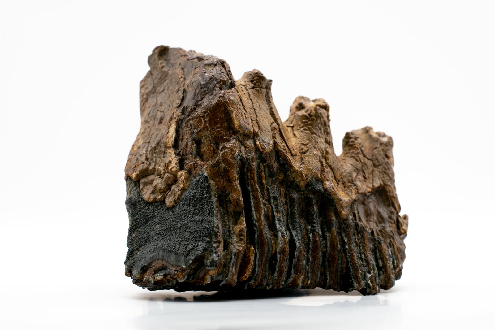 Imagen de alta resolución de un diente de mamut fosilizado que muestra sus intrincados detalles y texturas.
