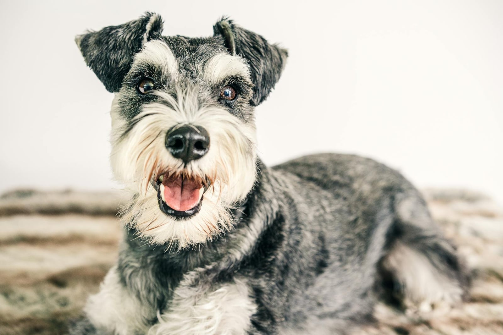 Foto De Schnauzer