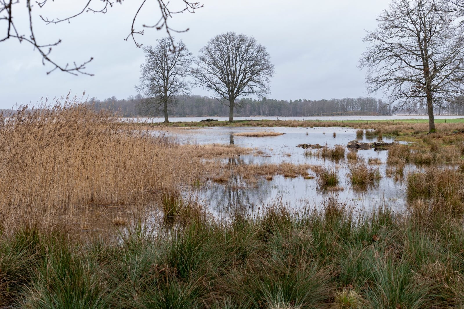 Escena pacífica de humedal con árboles y juncos reflejándose en el agua tranquila, que muestra la ambientación de la primavera temprana.