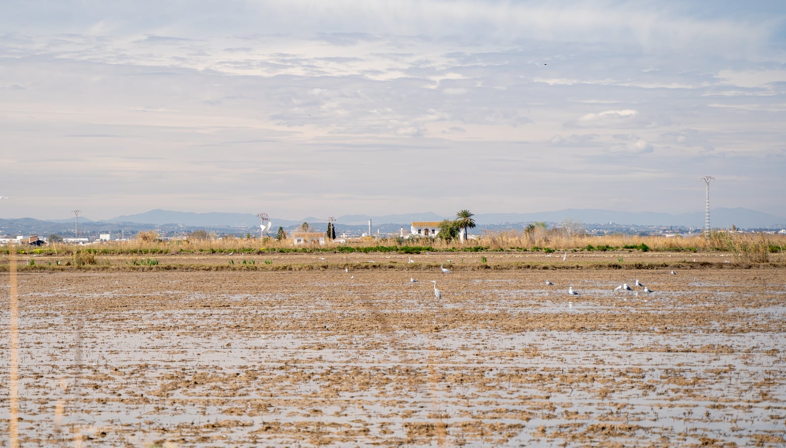 Un paisaje tranquilo de los humedales de Albufera en Valencia, con aves y una serena extensión de agua.