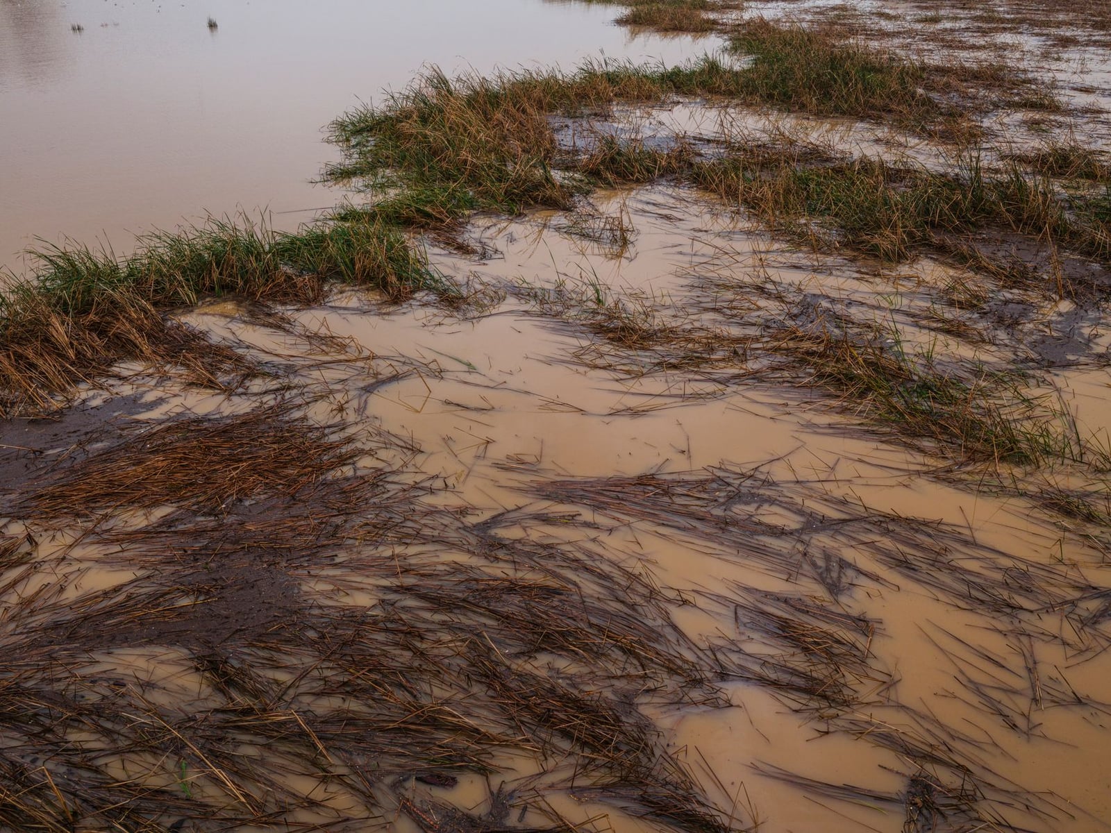 Un campo inundado con agua fangosa y hierba, que muestra las consecuencias de las fuertes lluvias y la erosión.