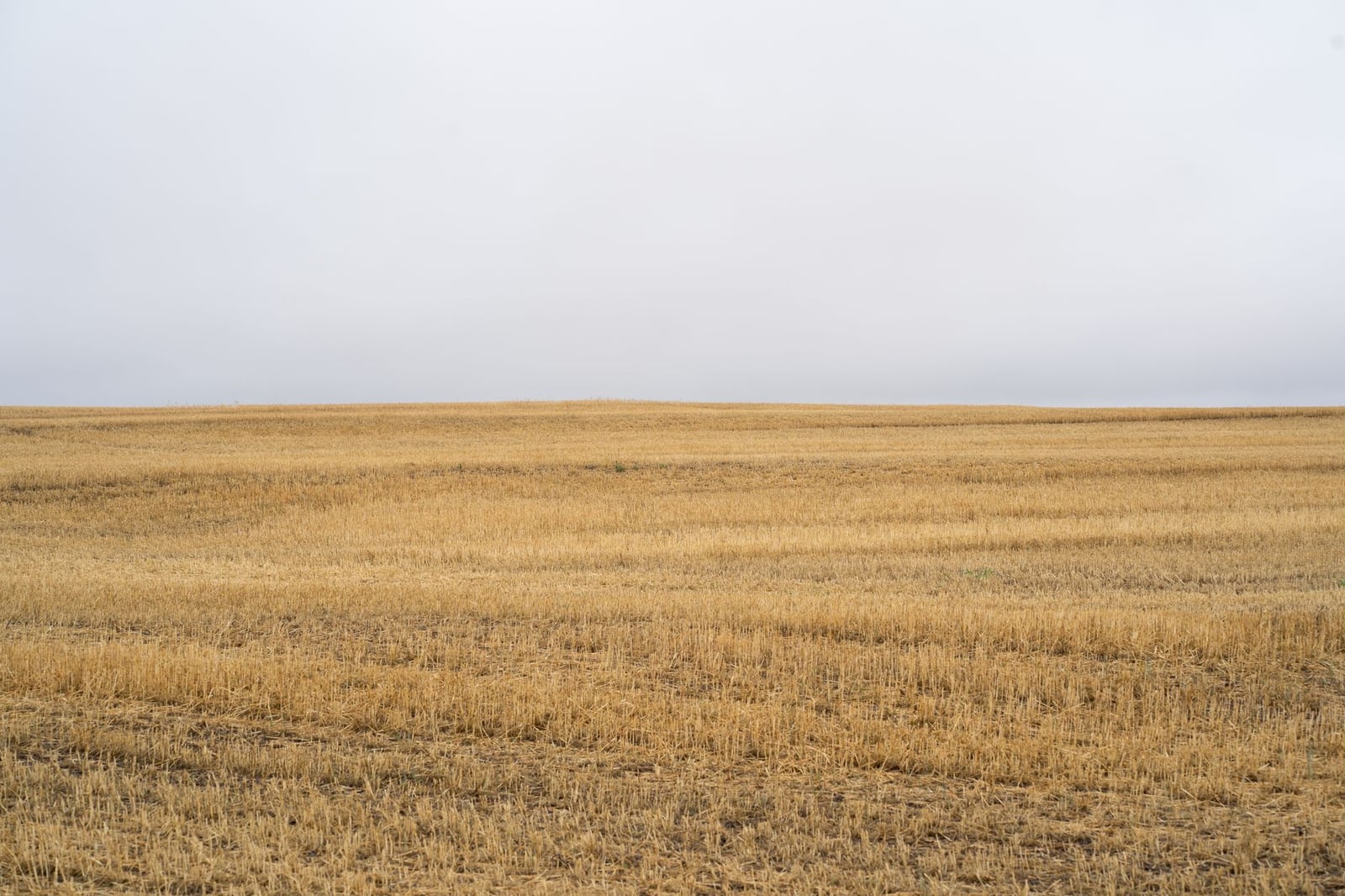 Extenso campo de trigo dorado bajo un cielo nublado en Córdoba, Argentina.