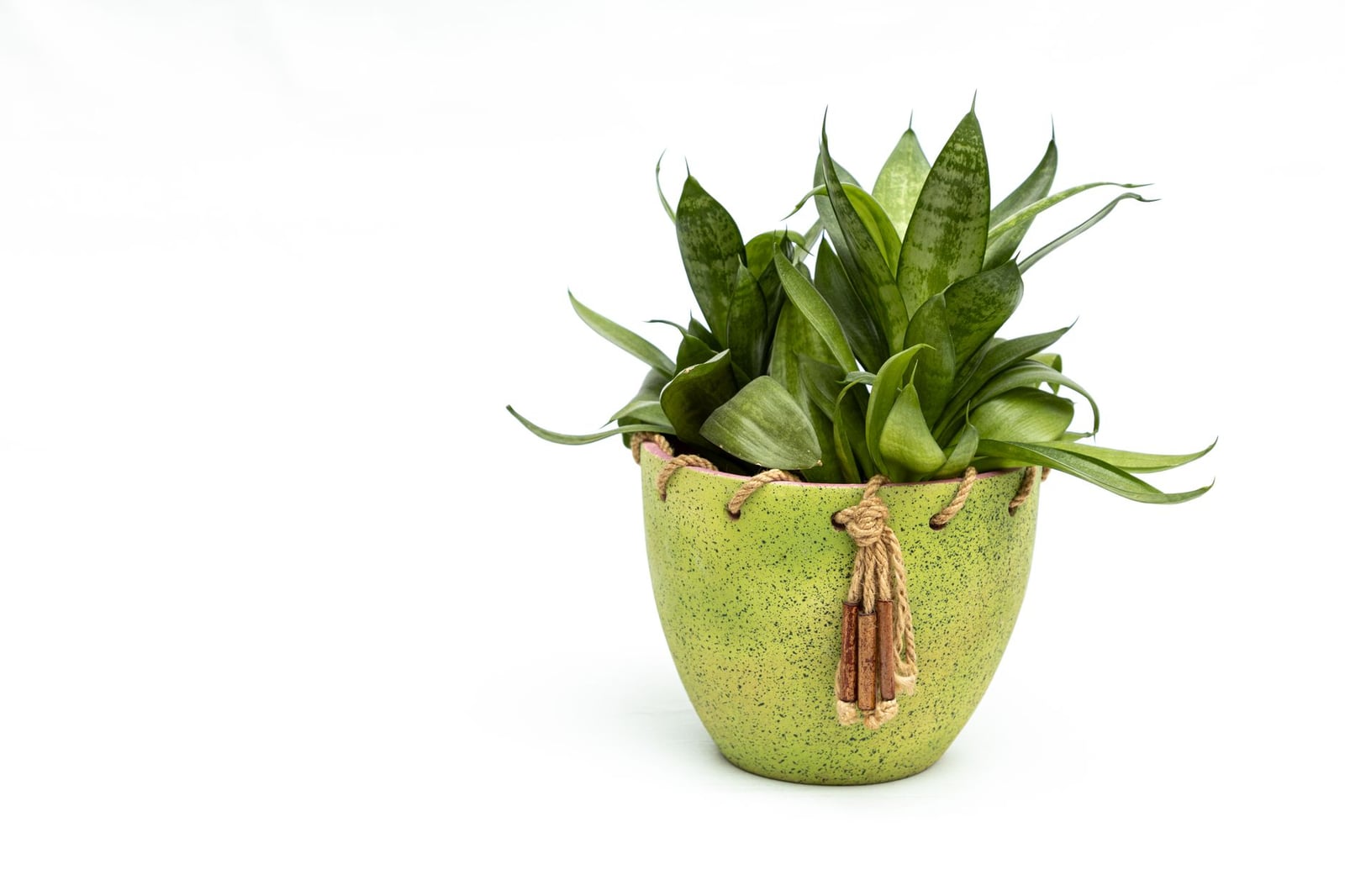 Toma de estudio de una planta lengua de suegra en una maceta de cerámica verde con borlas decorativas.
