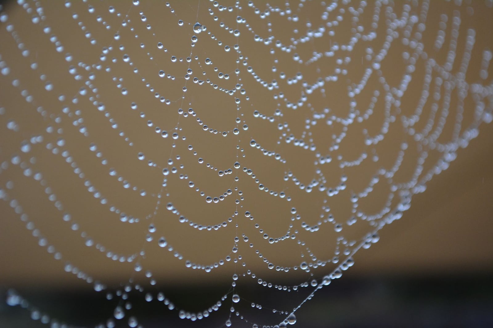 Captura etérea de una telaraña adornada con brillantes gotas de rocío, que muestra la intrincada belleza de la naturaleza.