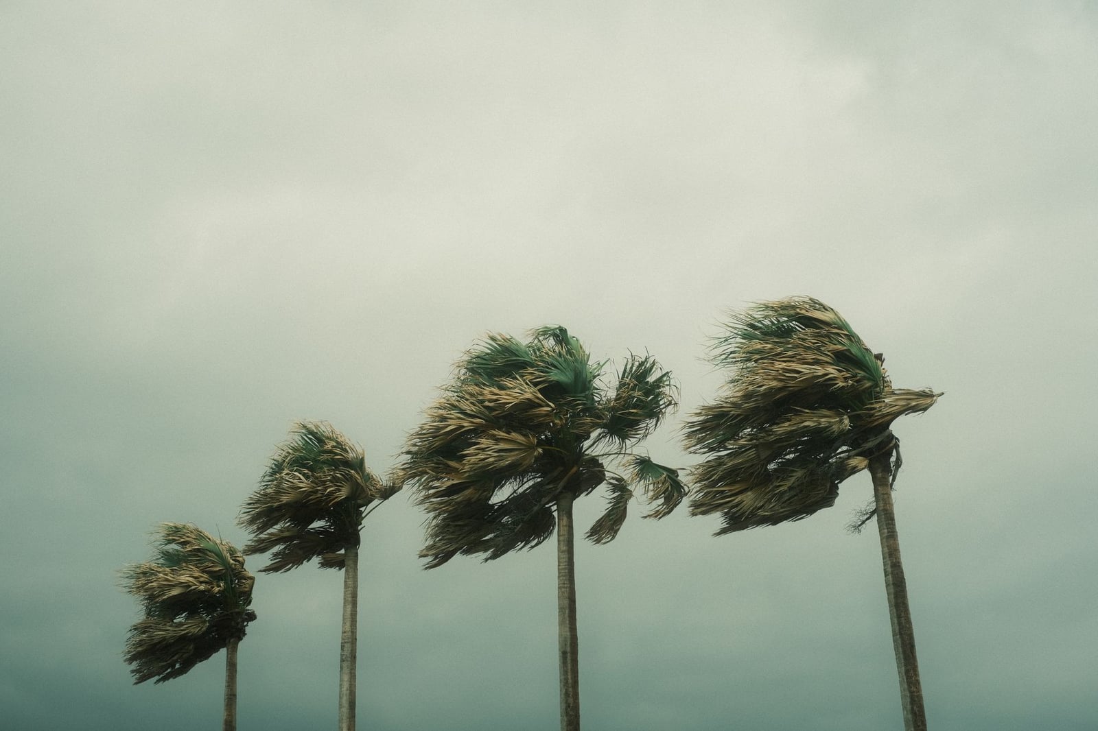 Palmeras inclinándose bajo vientos fuertes y cielos nublados durante una tormenta tropical.