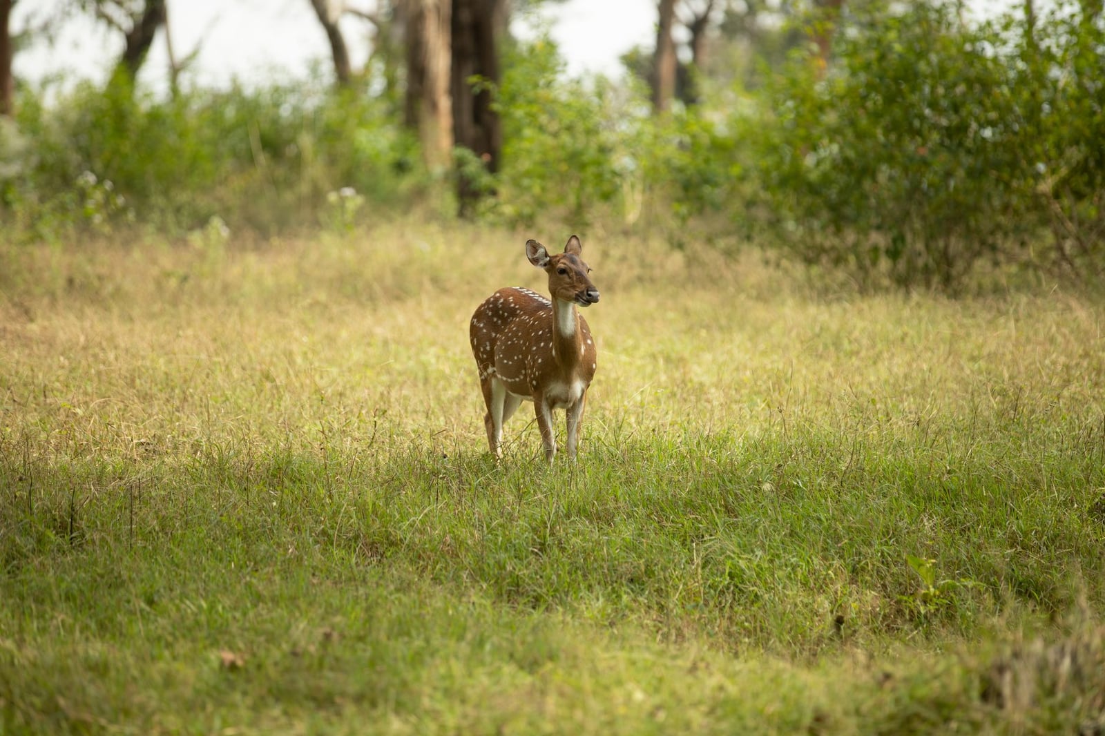 Un ciervo eje solitario de pie en una pradera verde y exuberante durante el día.