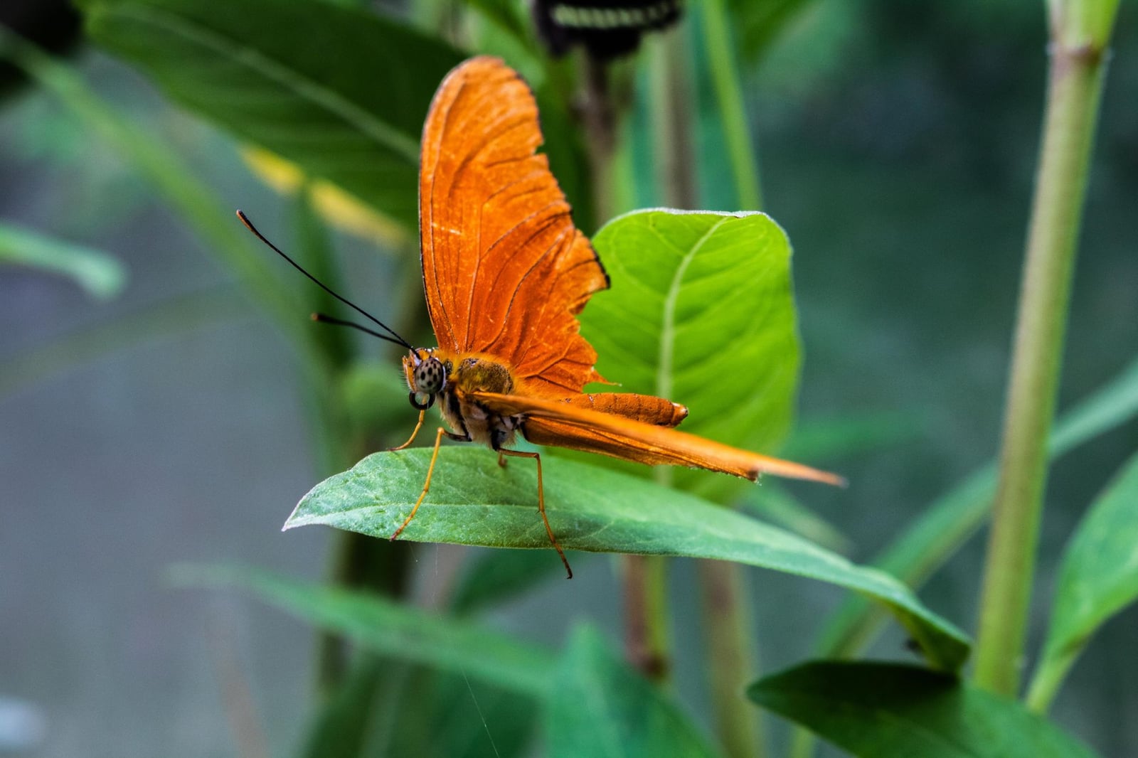 Primer plano de una mariposa naranja posada sobre una hoja con fondo verde borroso.